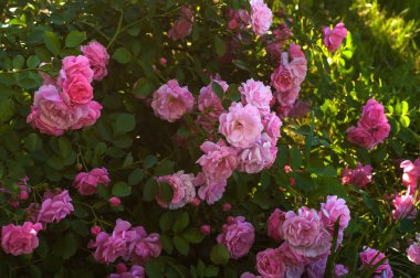 Bahçedeki yeşil çalıların arka planında tomurcukları olan pembe güller..