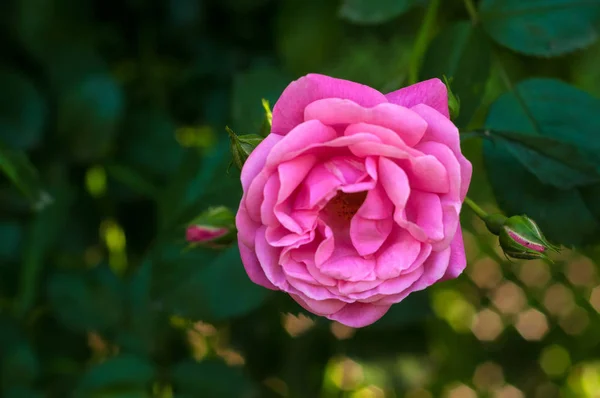 Pink roses with buds on a background of a green bush in the garden. — Stock Photo, Image