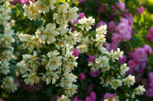 Ein Strauch aus weißem Jasmin und rosa Rosen. ein Gartenarrangement aus weißen und rosa Blumen. — Stockfoto