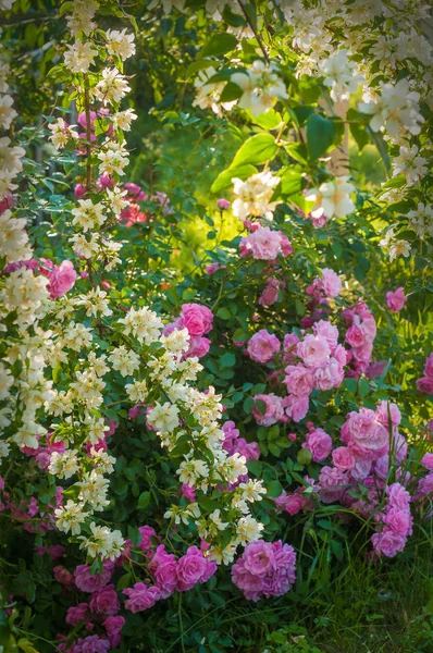 Кущ білої жасмину і рожевих троянд. Садова композиція з білих і рожевих квітів . — стокове фото