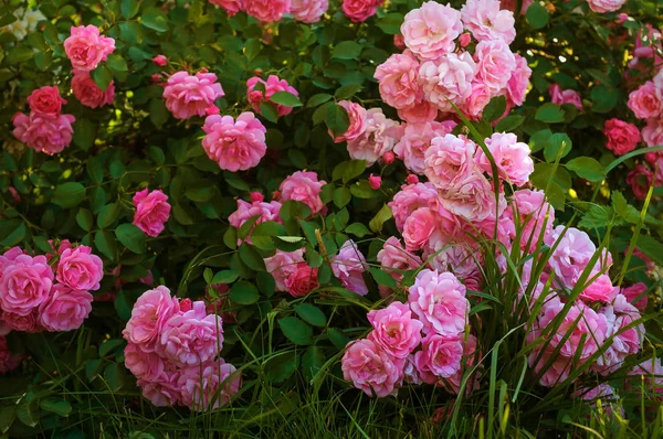 Bahçedeki yeşil çalıların arka planında tomurcukları olan pembe güller..