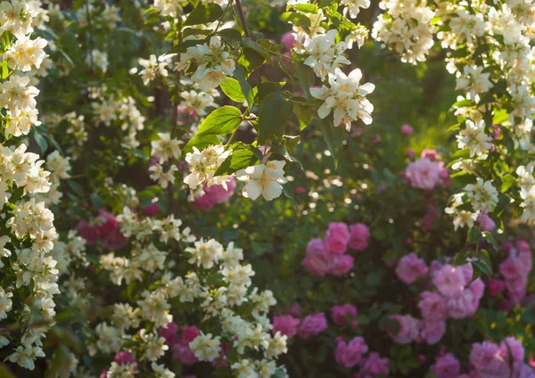 Pembe güller ve beyaz yasemin bir çalı. Beyaz ve pembe çiçekler bir bahçe düzenleme. 
