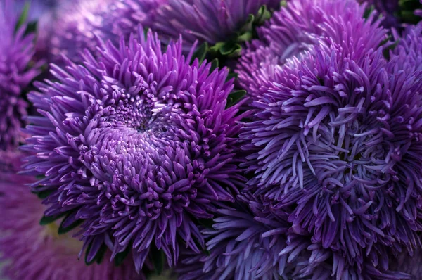 Bir buket çiçek açan Callistephus chinensis. Çiçek yatakta büyüyen yemyeşil taze kırmızı çiçekler Aster. — Stok fotoğraf