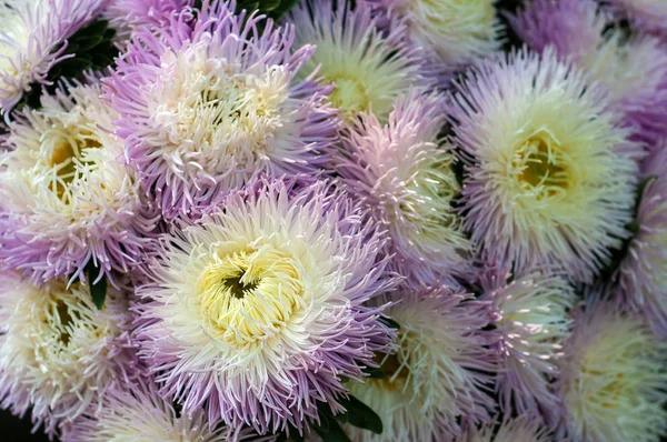 A bouquet of blooming Callistephus chinensis. Lush fresh white and purple flowers asters growing in the flower bed. — Stock Photo, Image