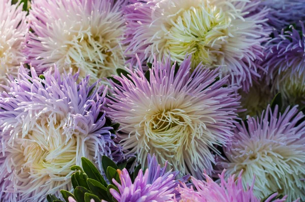 Bir buket çiçek açan Callistephus chinensis. Çiçek yatakta büyüyen yemyeşil taze beyaz ve mor çiçekler Aster. — Stok fotoğraf