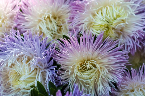 一束盛开的翠菊。在花床上生长茂盛的鲜花白色和紫色紫苑. — 图库照片