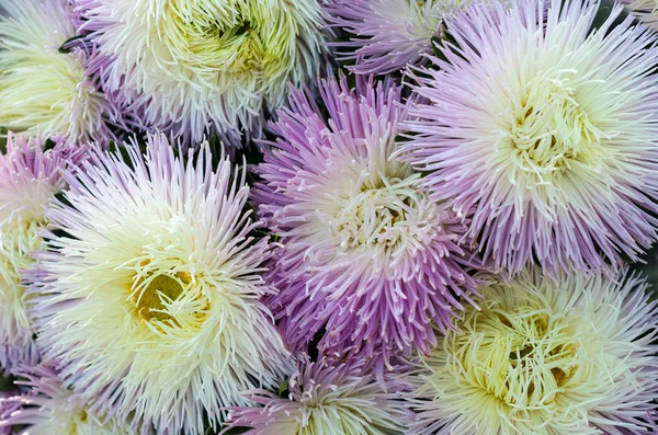 Bir buket çiçek açan Callistephus chinensis. Çiçek yatakta büyüyen yemyeşil taze beyaz ve mor çiçekler Aster.