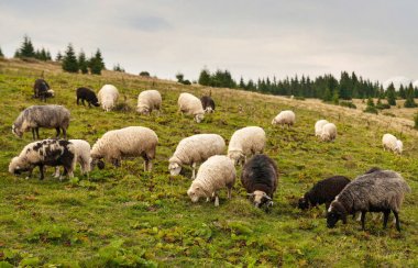 Koyun sürüsü otlatmak dağlarda yeşil mera üzerinde. 