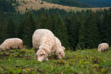 Bir koyunla dağlarda yeşil mera üzerinde otlatma bir kuzu.