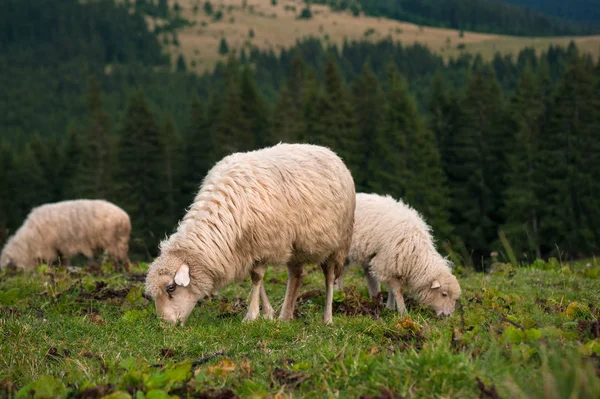 A bárány, báránnyal legeltetés egy zöld legelő a hegyek között. — Stock Fotó