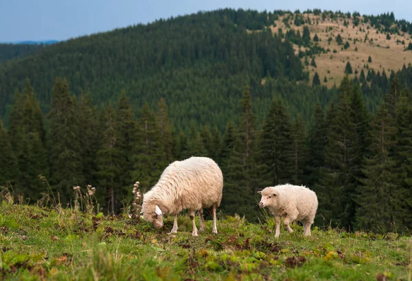 Ein Schaf mit einem Lamm weidet auf einer grünen Weide in den Bergen. — Stockfoto