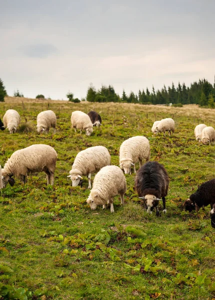 Állomány a juhok legelnek a Zöld legelőkön a hegyek között. — Stock Fotó