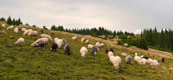 Landschaftspanorama mit Schafherden, die auf der grünen Weide in den Bergen grasen. — Stockfoto
