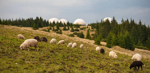 Panorama of landscape with herd of sheep graze on green pasture in the mountains. — Stock Photo, Image