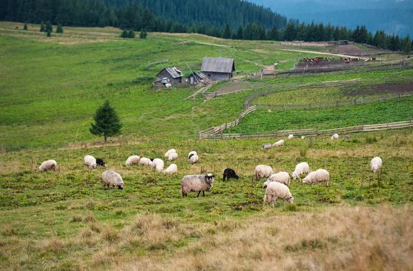 Koyun sürüsü otlatmak dağlarda yeşil mera üzerinde. — Stok fotoğraf
