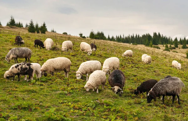 Koyun sürüsü otlatmak dağlarda yeşil mera üzerinde. 