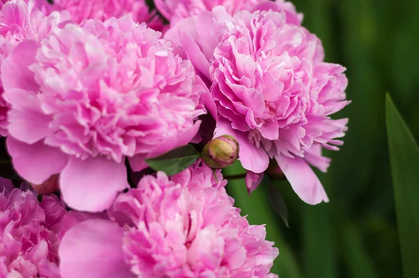 Gruppo di peonie rosa in giardino in estate . — Foto Stock