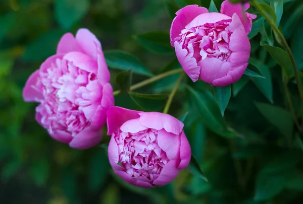 Group of pink peonies in the garden in the summer. — Stock Photo, Image