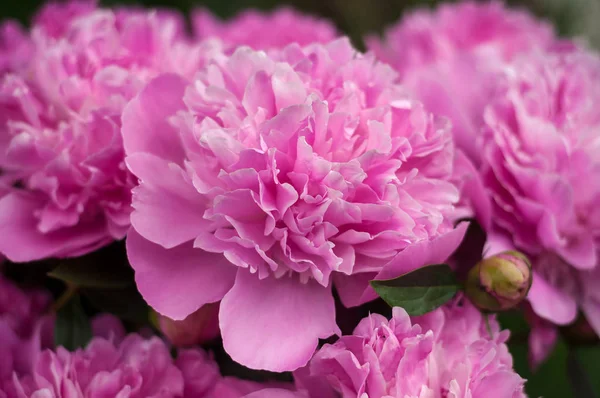 Groupe de pivoines roses dans le jardin en été . — Photo