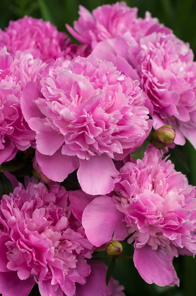 Yaz bahçesinde pembe peonies Grup.