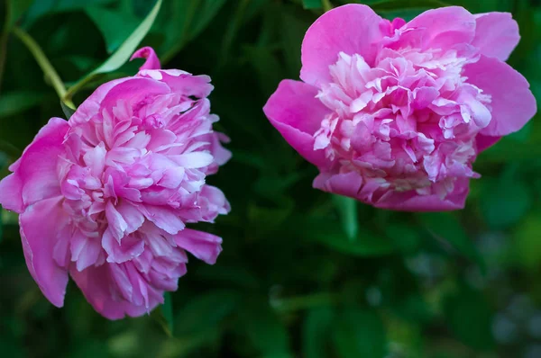 Grupo de peonías rosadas en el jardín en el verano . — Foto de Stock