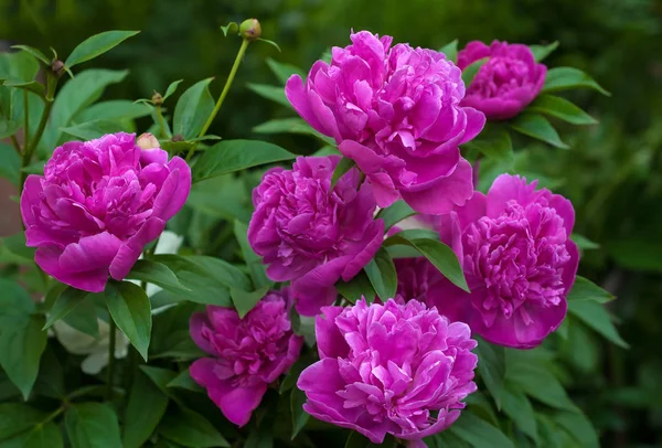 Grupo de peônias rosa no jardim no verão . — Fotografia de Stock