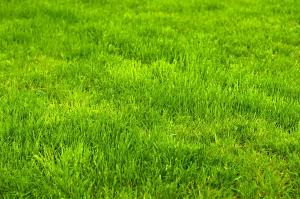 Taze yeşil manikürlü çim kapatın. Yeşil çim arka plan kırpılır. Yeşil çim arka plan. — Stok fotoğraf