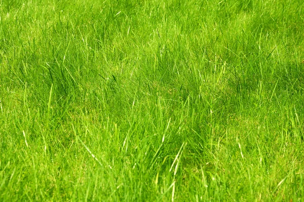 Verse groene gemanicuurde gazon close-up. Geknipt gras achtergrond. Groen gazon achtergrond. — Stockfoto