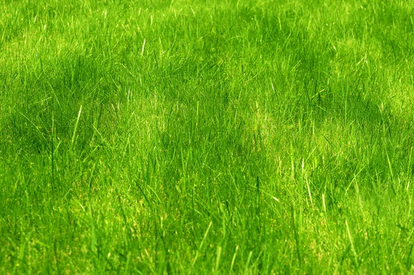 Taze yeşil manikürlü çim kapatın. Yeşil çim arka plan kırpılır. Yeşil çim arka plan. — Stok fotoğraf