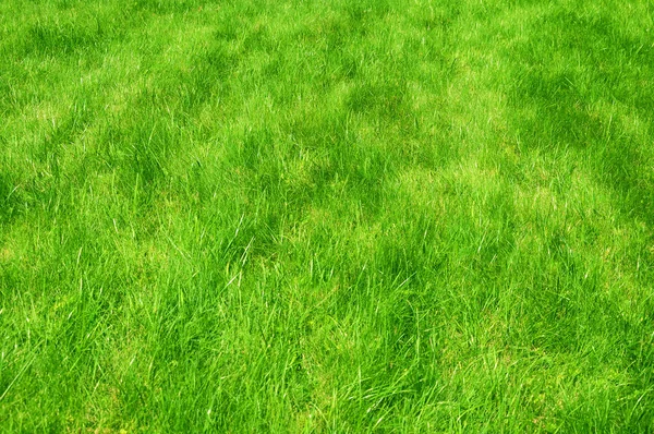 Frischer grüner gepflegter Rasen aus nächster Nähe. abgeschnittenes grünes Gras Hintergrund. grüner Rasen Hintergrund. — Stockfoto