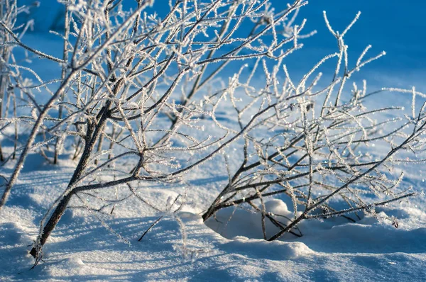 Frost bir güneşli kış sabahı taze beyaz karla kaplı bir alanda şube.
