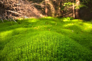 Ormanın içinde ahşap derin moss. Yeşil yosun Karpatlar. Karpatlar güzel moss yeşil Tapınağı.