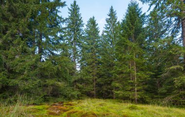 Ormanın içinde ahşap derin moss. Yeşil yosun Karpatlar. 
