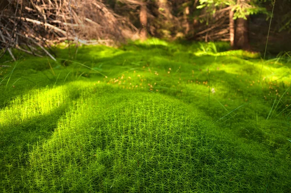 Legno muschio profondo nella foresta. Muschio verde nei Carpazi. Bellissimo tempio verde muschio nei Carpazi . — Foto Stock