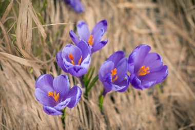 Alp çiğdemler çiçeği dağın zirvesinde Karpatlar dağlarında. Taze güzel mor çiğdemler. 