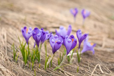 Alp çiğdemler çiçeği dağın zirvesinde Karpatlar dağlarında. Taze güzel mor çiğdemler. 