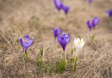Alpine crocuses blossom in the mountains of the Carpathians on top of the mountain. One white crocus blossoms among the purple flowers.