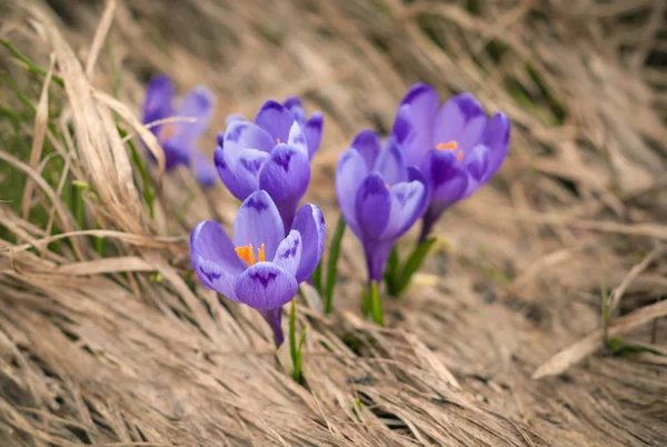 Alp çiğdemler çiçeği dağın zirvesinde Karpatlar dağlarında. Taze güzel mor çiğdemler. 