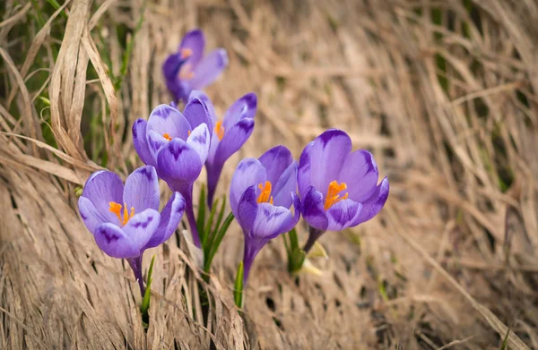 Alp çiğdemler çiçeği dağın zirvesinde Karpatlar dağlarında. Taze güzel mor çiğdemler. 