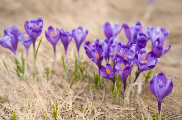 Alpine crocuses blossom in the mountains of the Carpathians on top of the mountain. Fresh beautiful purple crocuses. — Stock Photo, Image