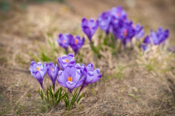 Alpine crocuses blossom in the mountains of the Carpathians on top of the mountain. Fresh beautiful purple crocuses. — Stock Photo, Image