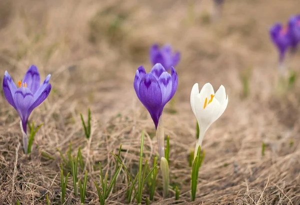 Alpine crocuses blossom in the mountains of the Carpathians on top of the mountain. One white crocus blossoms among the purple flowers.