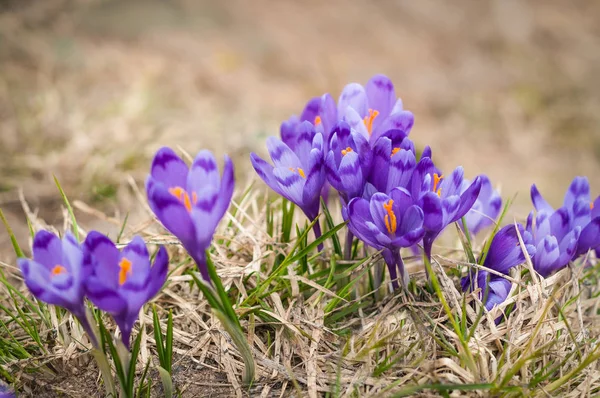 Alpine crocuses blossom in the mountains of the Carpathians on top of the mountain. Fresh beautiful purple crocuses. — Stock Photo, Image