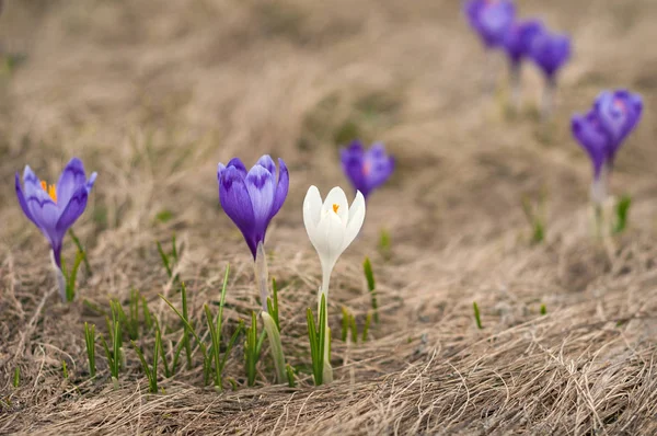 Alpine crocuses blossom in the mountains of the Carpathians on top of the mountain. One white crocus blossoms among the purple flowers.