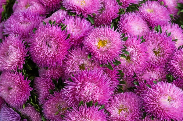 在夏季花园的粉体粉红色的石膏. — 图库照片