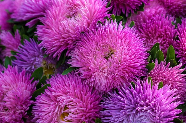 Fırfırlı pembe Aster yaz bahçesinde. 