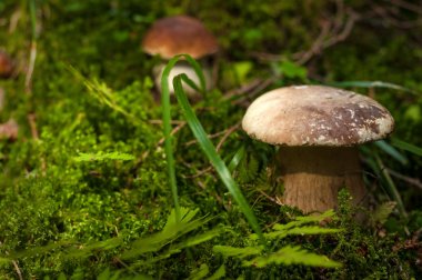 Güzel çörek (Boletus mantarı) sonbahar ormandaki yeşil yosun üzerinde büyüyen.