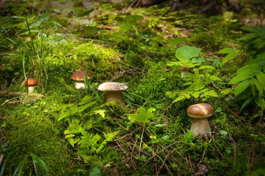 Grup sonbahar sezonunda bir ormanda büyürken mantar.