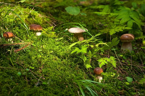 Grupo de setas que crecen en un bosque en otoño . — Foto de Stock