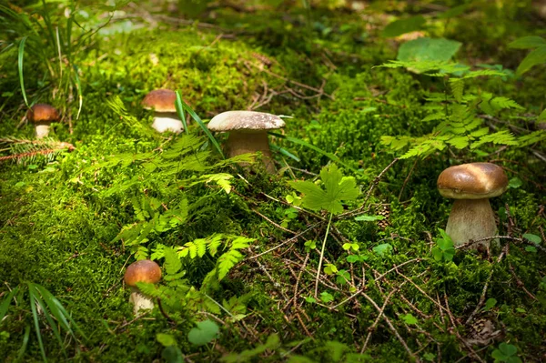 Grupo de setas que crecen en un bosque en otoño . — Foto de Stock